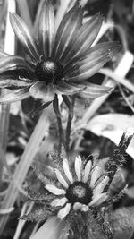 Close-up of flowering plant on field
