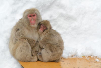 Two japanese macaque cuddling