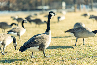 Flock of birds on field