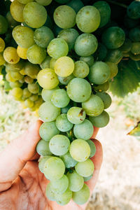 Cropped hand holding grapes