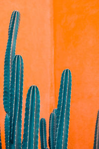 Close-up of succulent plant against orange wall