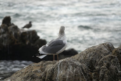 Close-up of seagull perching on shore