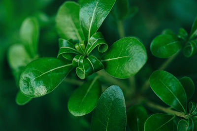 Close-up of fresh green leaves