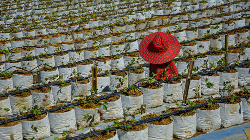 High angle view of red hat on bamboo at strawberry farm