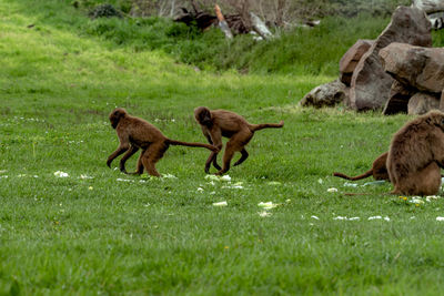 Monkeys on field