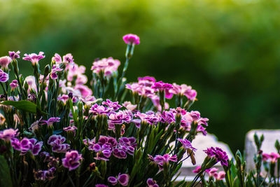 Close-up of pink flowering plants