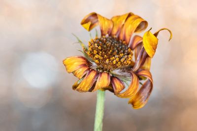 Close-up of wilted yellow flower