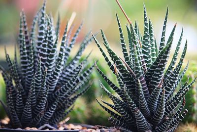 Close-up of succulent plant