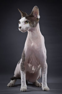 Close-up of horse against black background