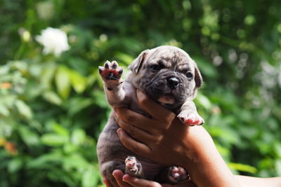 Close-up of hand holding small dog