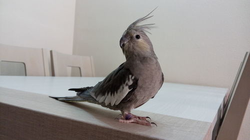 Close-up of bird perching on wall