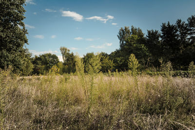 Trees on landscape against sky