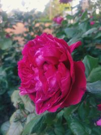 Close-up of pink rose