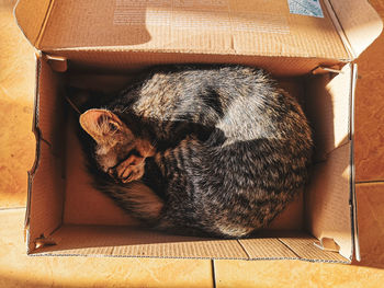 High angle view of cat sleeping in box