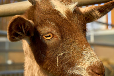 Close-up portrait of a horse