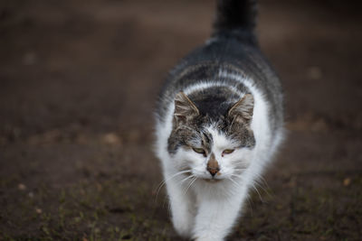 Cat on field