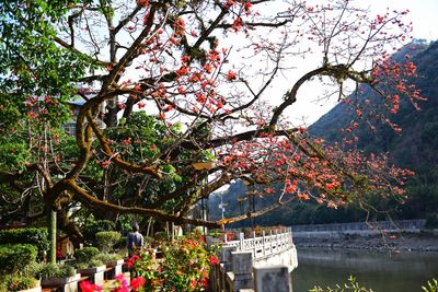 Flowers on tree