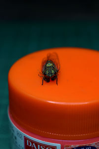Close-up of fly on orange table