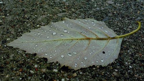 Close-up of dry leaf on ground