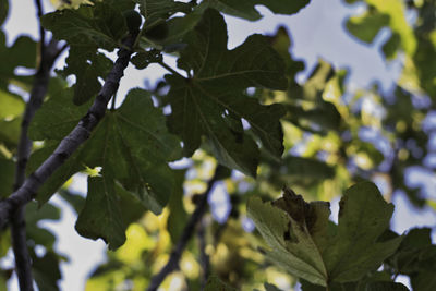 Low angle view of leaves on tree