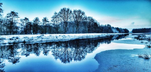 Scenic reflection of bare trees in calm lake