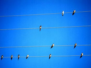 Low angle view of power lines against blue sky