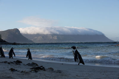 Penguins on shore at beach against sky