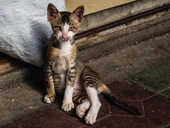 High angle portrait of tabby kitten