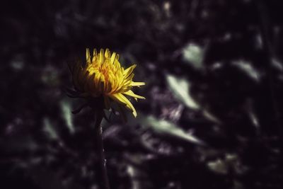 Close-up of yellow flower blooming outdoors