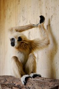 Monkey sitting on tree trunk in zoo