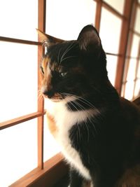 Close-up of cat sitting at home