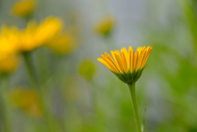 Close-up of yellow flowering plant