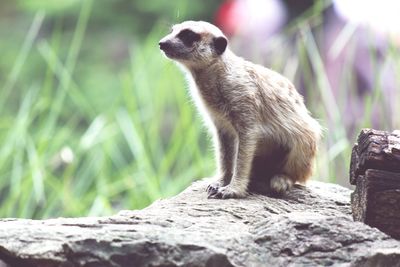 Close-up of an animal