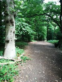 Trees growing in forest