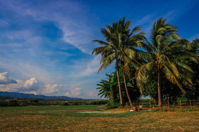 Palm trees on field against blue sky