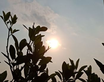 Low angle view of silhouette plant against sky during sunset