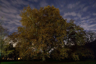 Trees by lake against sky at night