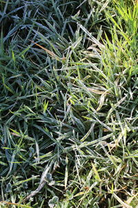 Full frame shot of plants on field