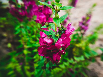 Close-up of pink flowering plant