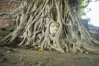 Close-up of buddha statue in tree roots