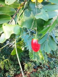 Close-up of red berries growing on tree