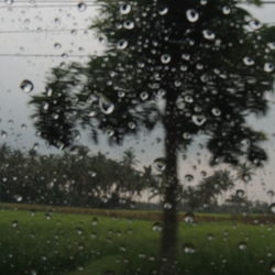 Close-up of wet tree in rainy season