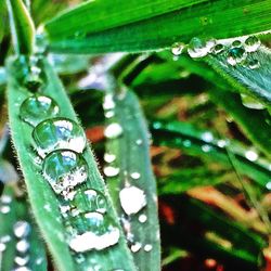 Close-up of leaves on water