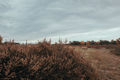 Plants growing on field against sky