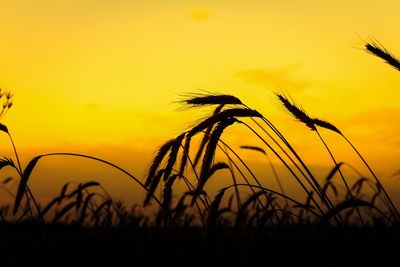 Silhouette of plants on field at sunset