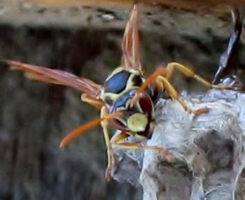 Close-up of insect on leaf