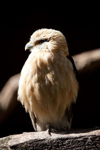 Close-up of owl perching on wood against black background