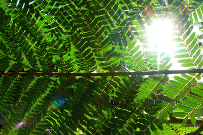 Low angle view of plants