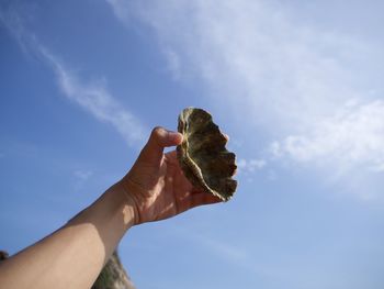 Close-up of human hand holding seashell at beach against sky