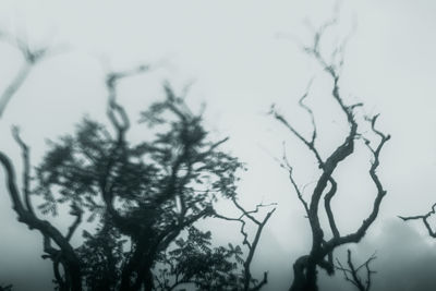 Low angle view of silhouette bare tree against sky